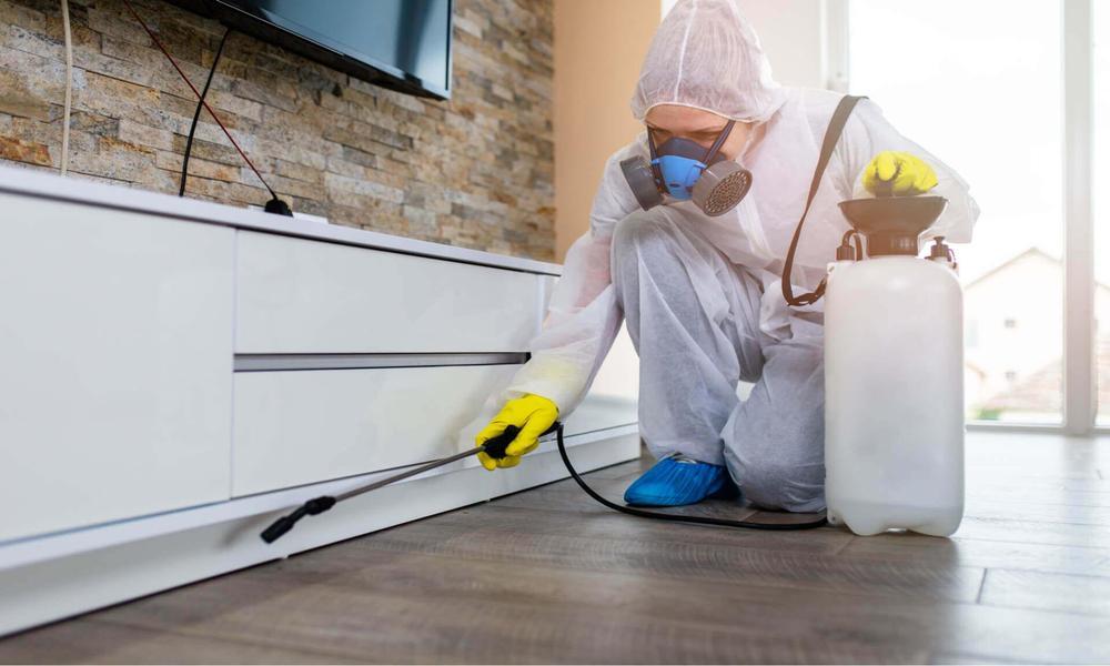 What is furniture pest control service Can I DIY