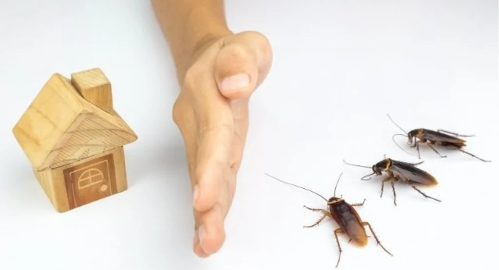 10 Most Common Ways to Keep Cockroaches Away From Your Place