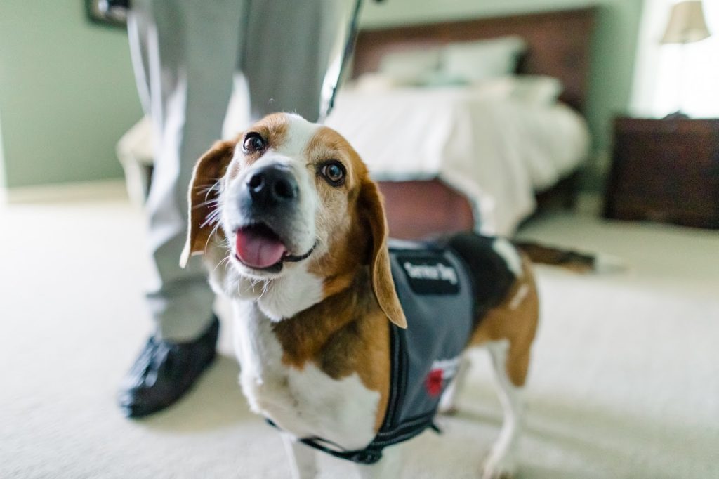 How Trained Dogs Are Being Used to Sniff Out Bed Bugs