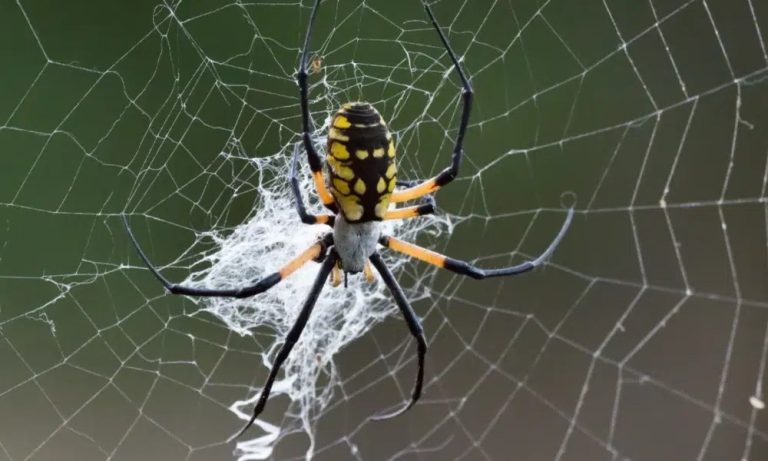 The Truth About Venomous Spiders: How to Keep Them at Bay in Phoenix