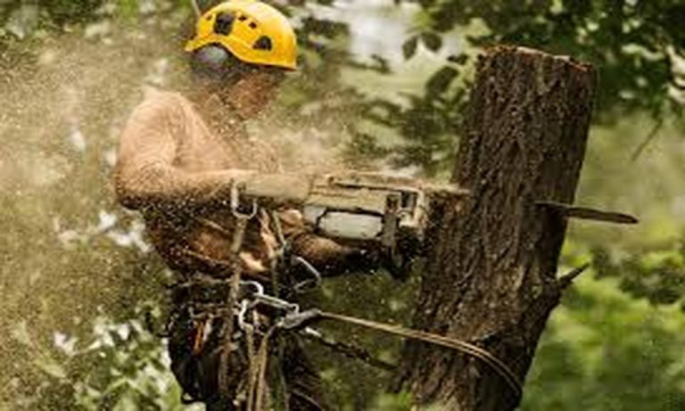 The Importance of Professional Stump Removal for Sydney Property Value