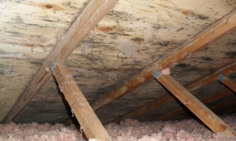 How Attic Mold Removal Impacts Indoor Air Quality in Ottawa